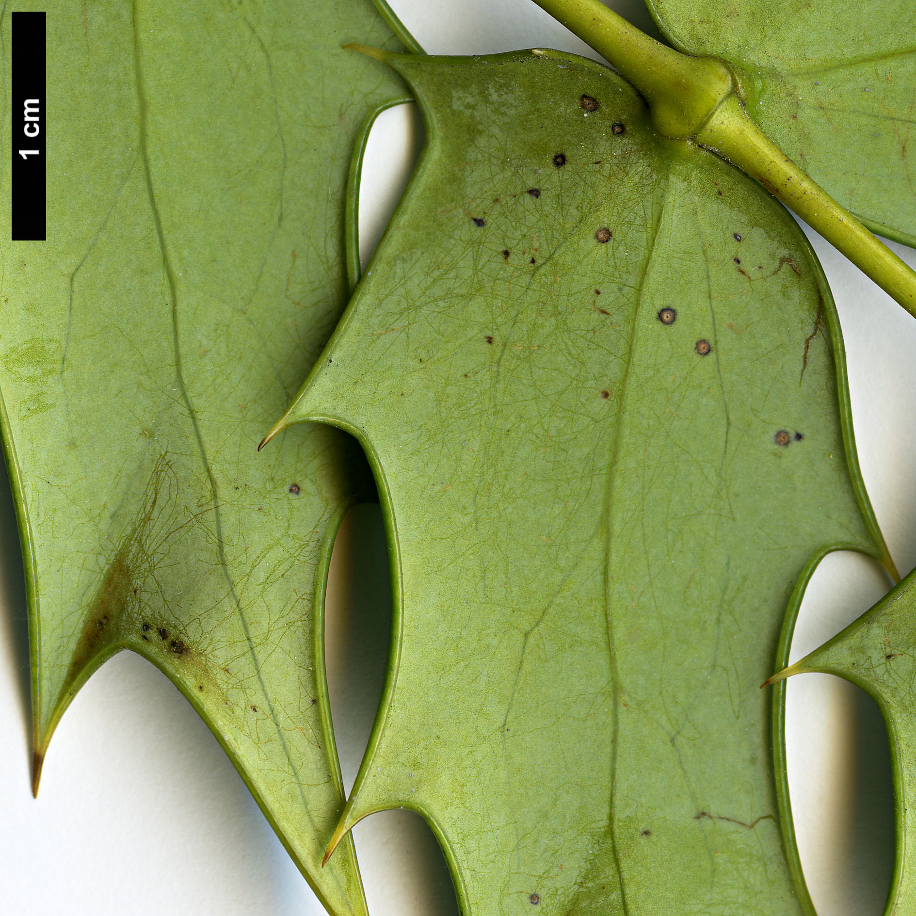 High resolution image: Family: Berberidaceae - Genus: Mahonia - Taxon: ×media (M.japonica × M.oiwakensis subsp. lomariifolia)